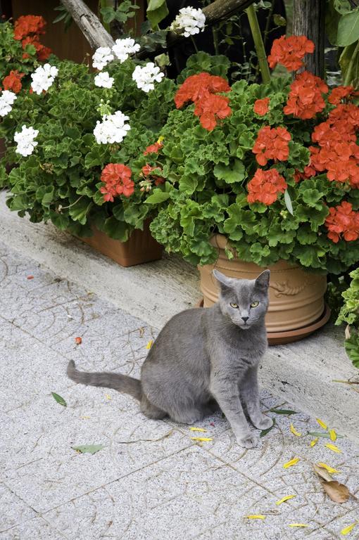 Casa Giordano Villa Tramonti Kültér fotó